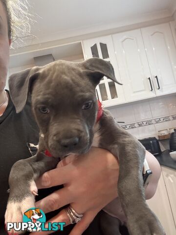 Blue American staffy puppies