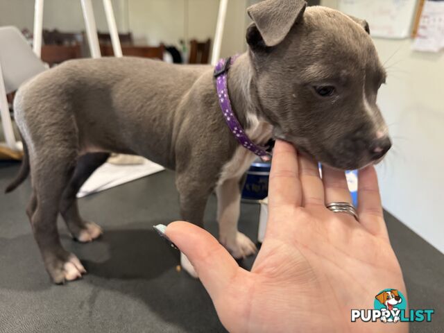 Blue American staffy puppies