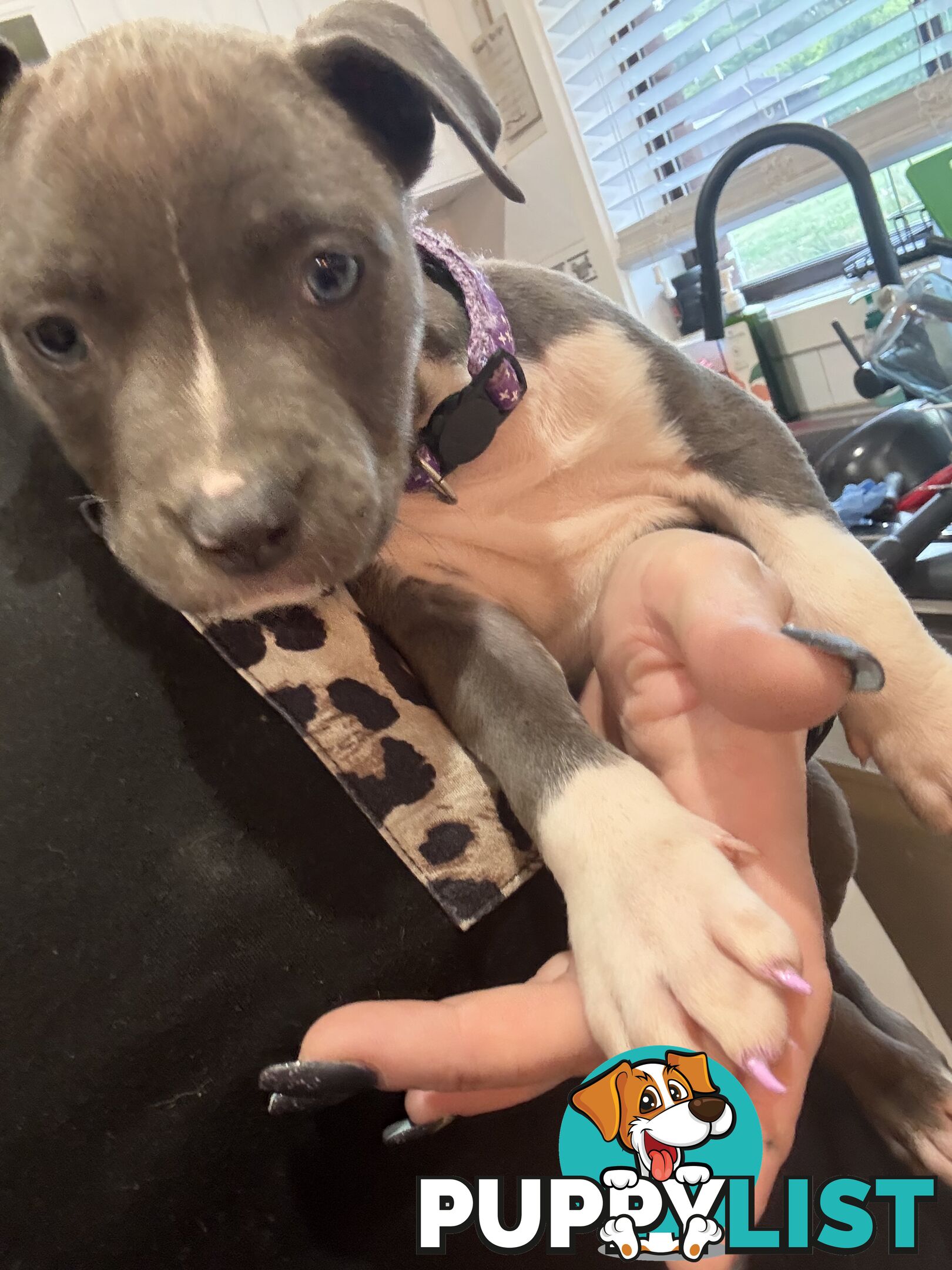 Blue American staffy puppies