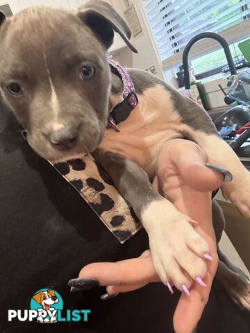 Blue American staffy puppies