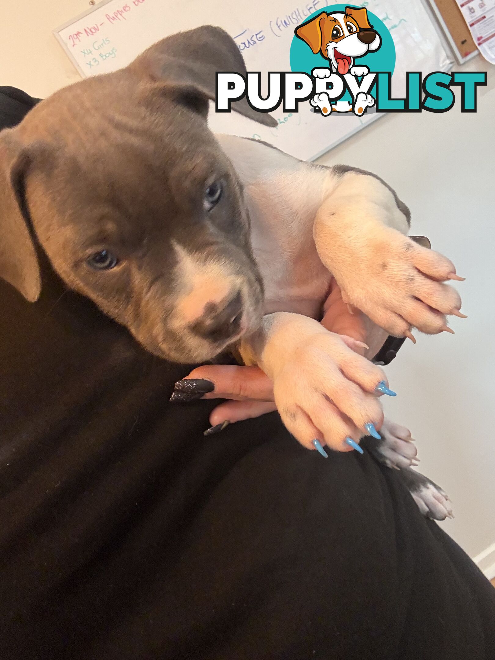 Blue American staffy puppies