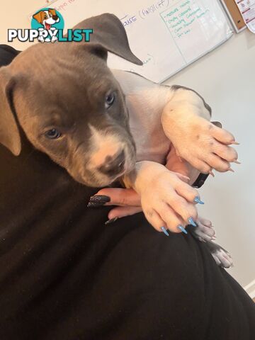 Blue American staffy puppies