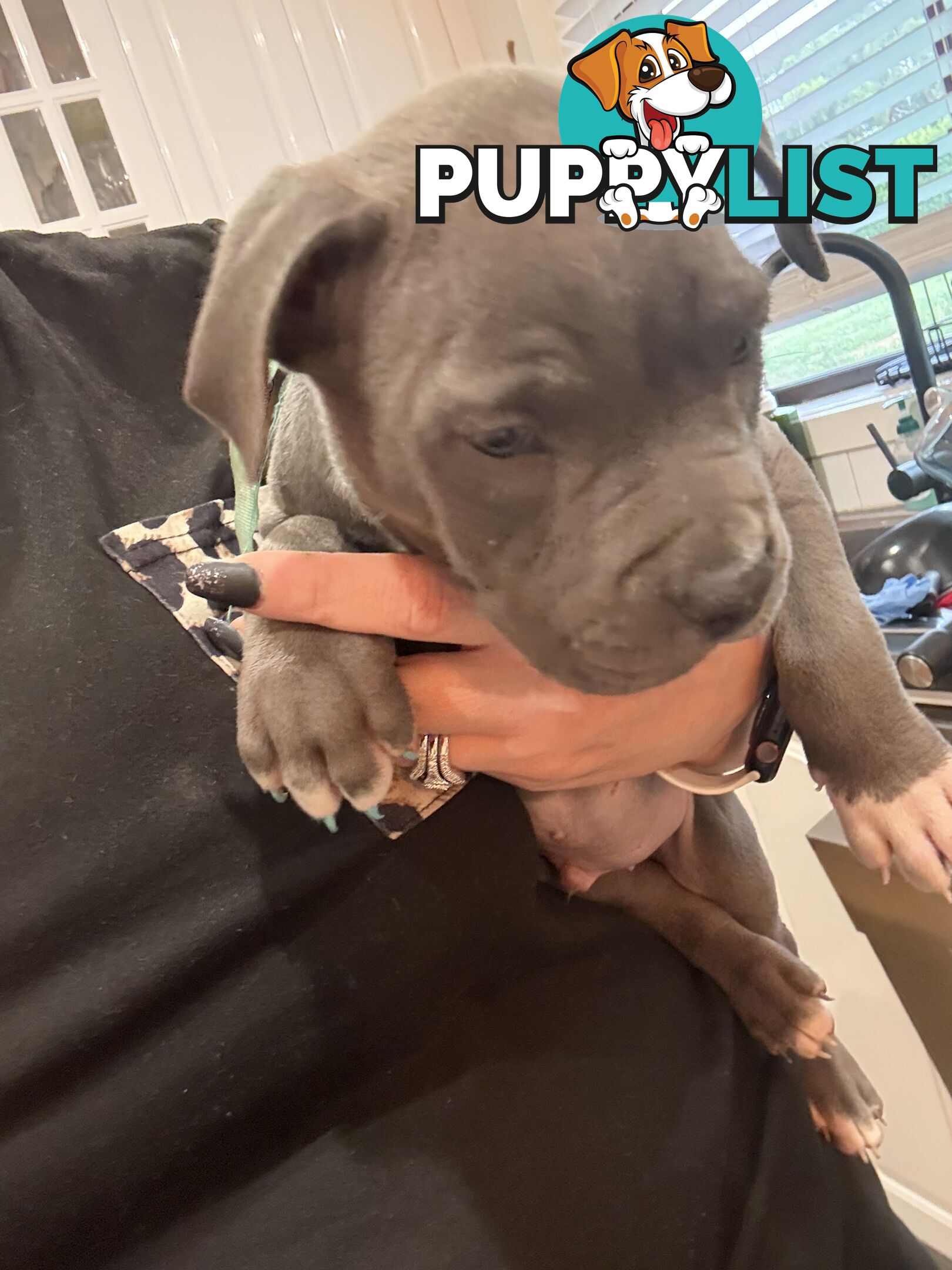 Blue American staffy puppies