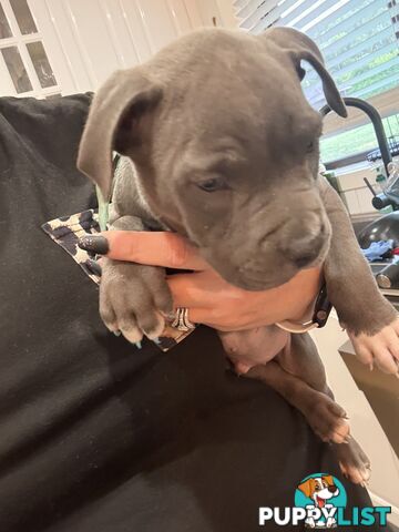 Blue American staffy puppies