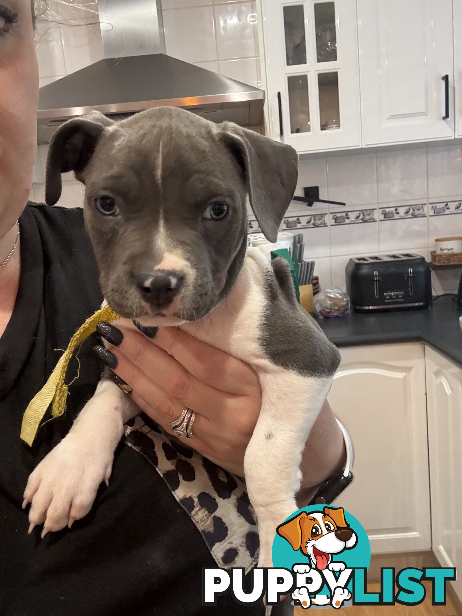 Blue American staffy puppies