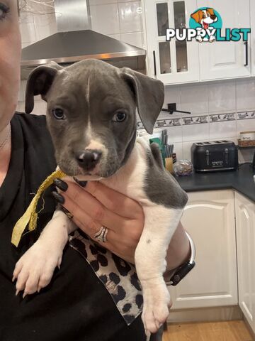 Blue American staffy puppies