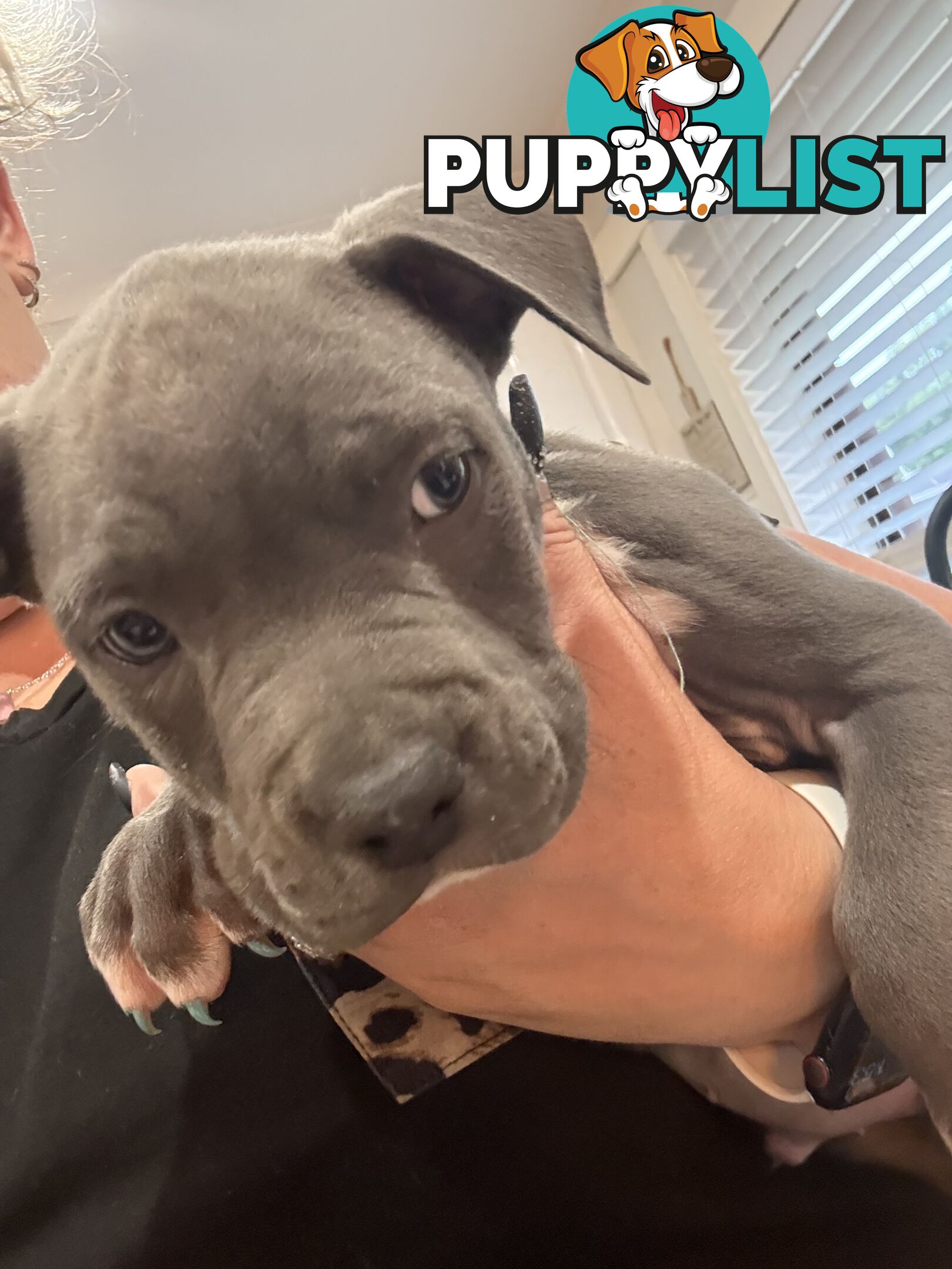 Blue American staffy puppies