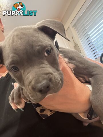 Blue American staffy puppies