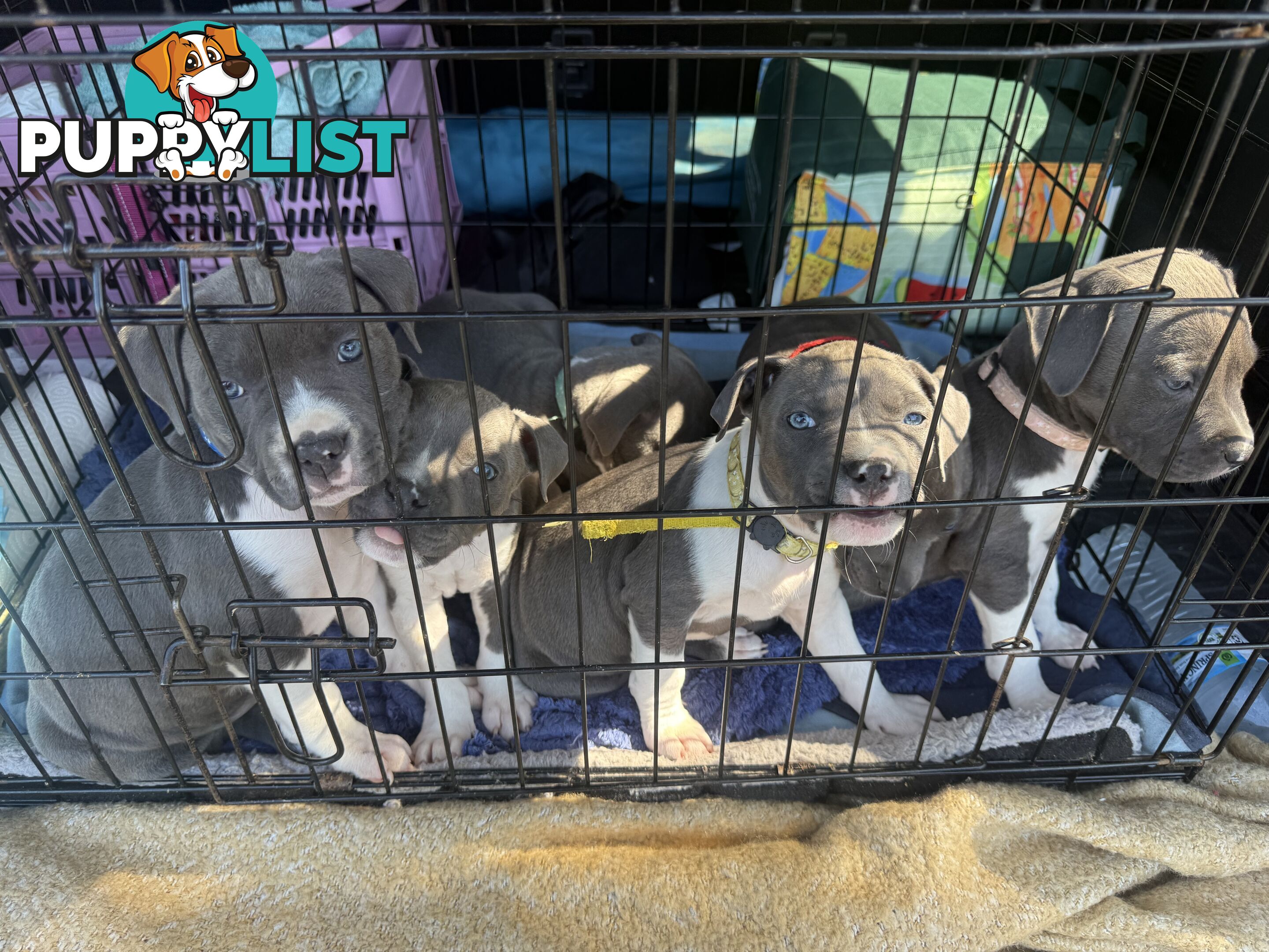 Blue American staffy puppies