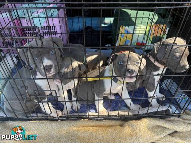 Blue American staffy puppies