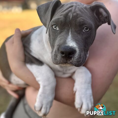 American staffy puppies