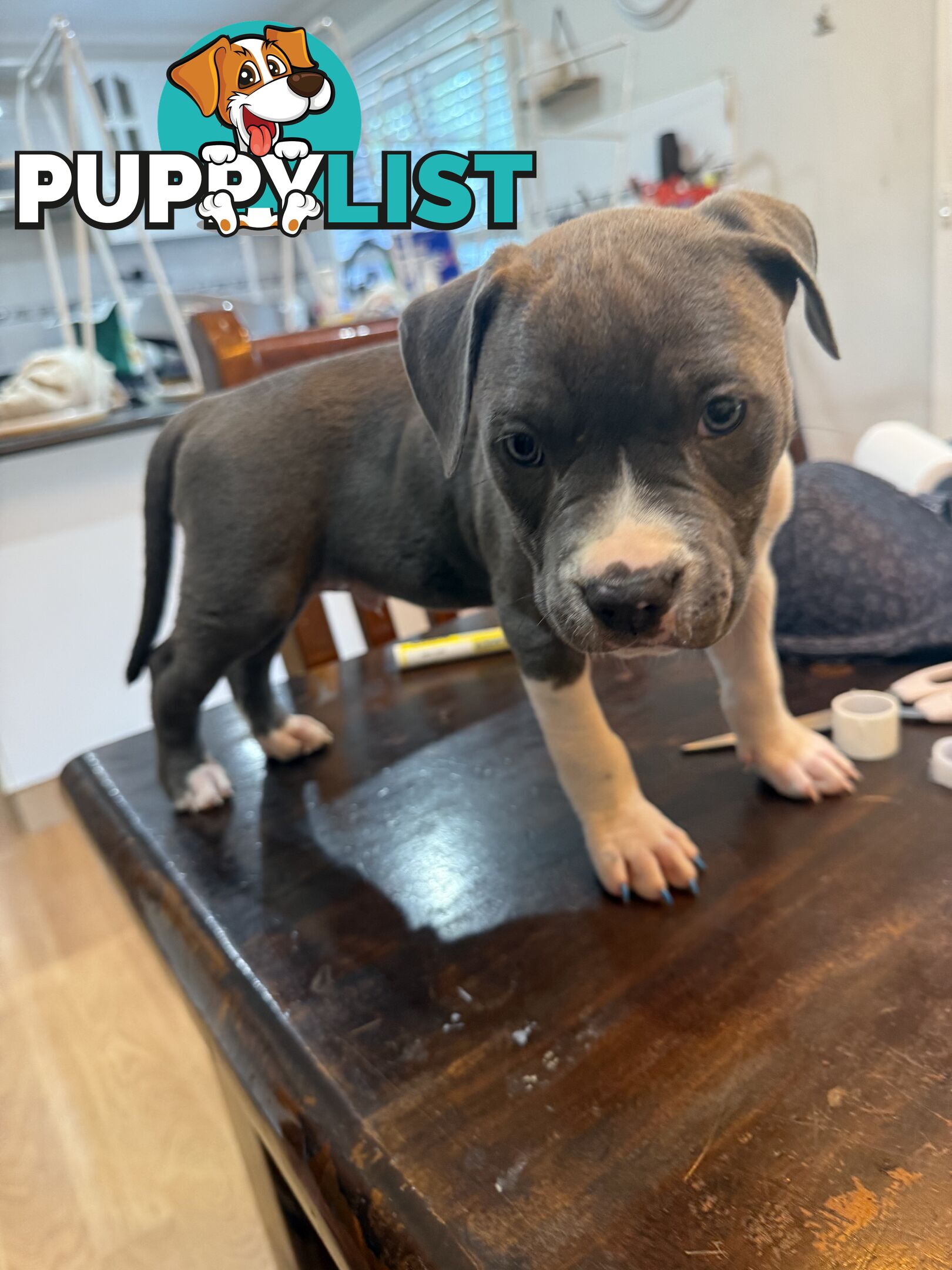 Blue American staffy puppies