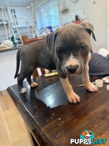 Blue American staffy puppies