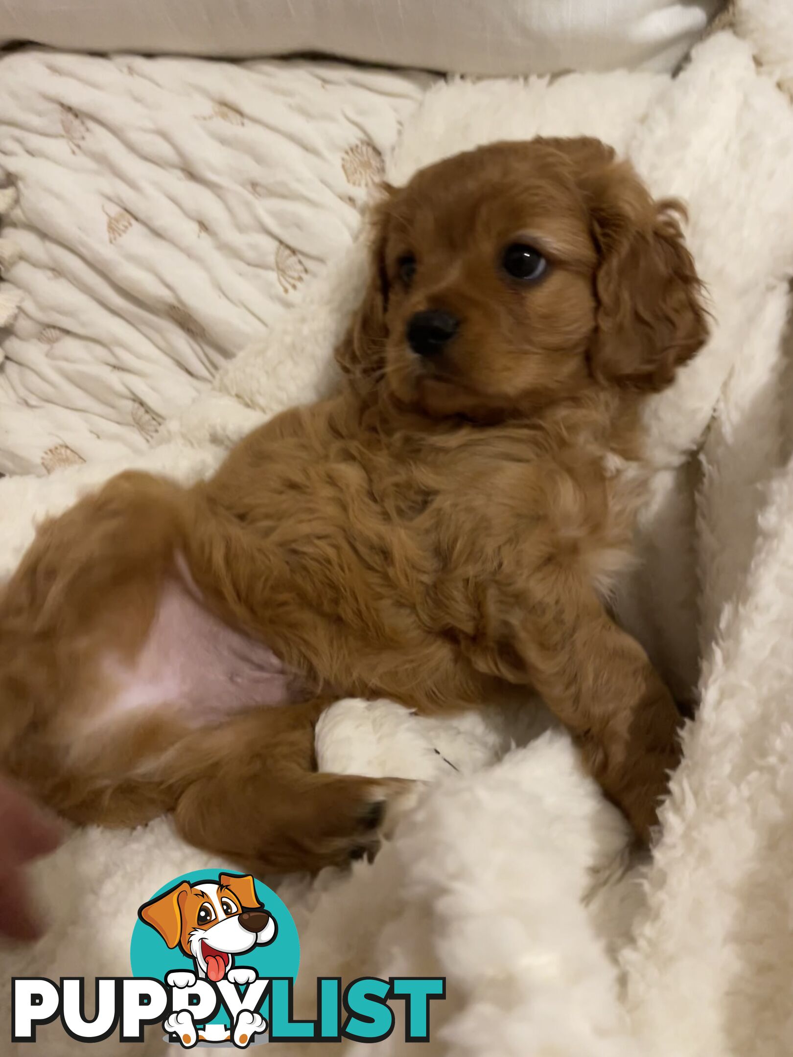 Cavoodle puppies