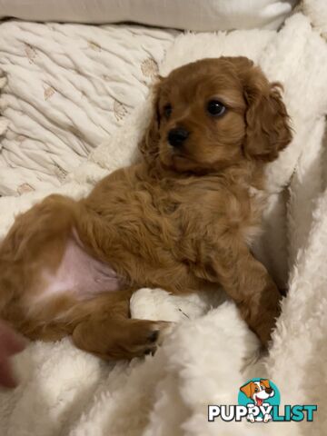 Cavoodle puppies