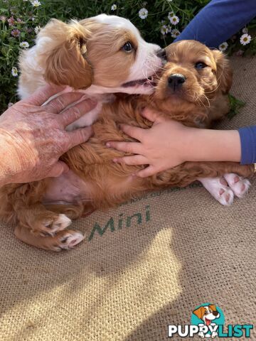 Cavoodle puppies