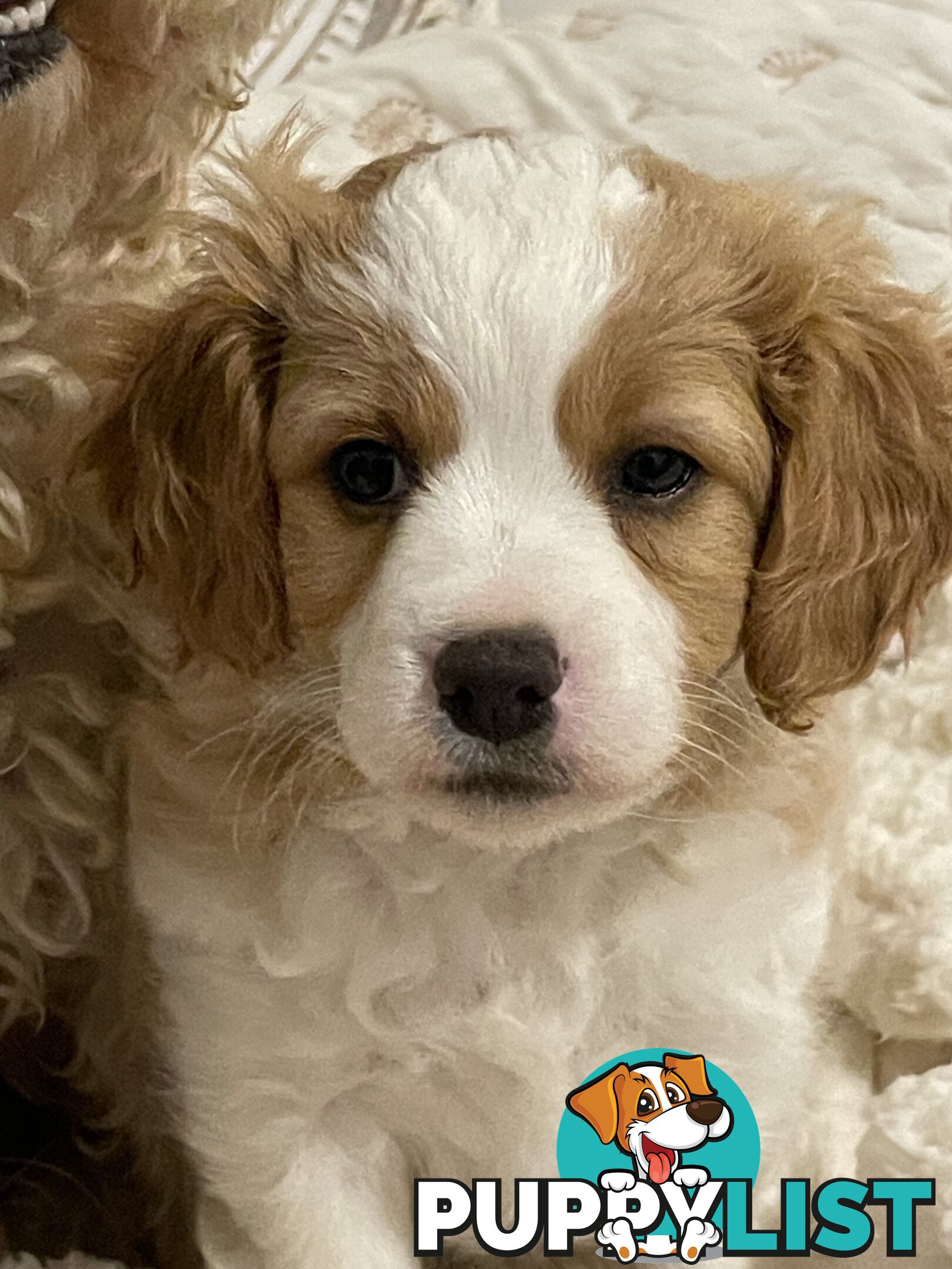 Cavoodle puppies