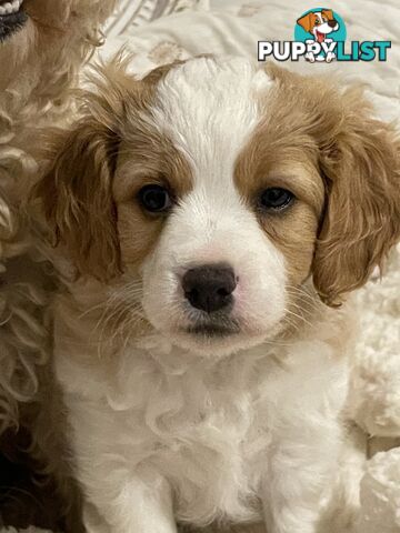 Cavoodle puppies