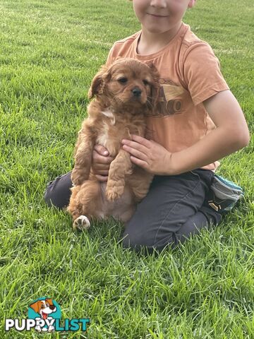 Cavoodle puppies