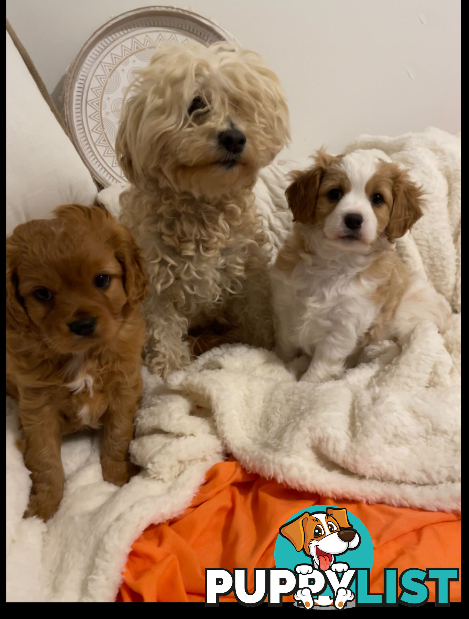 Cavoodle puppies