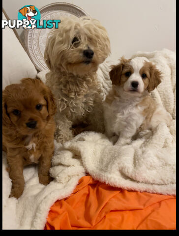 Cavoodle puppies