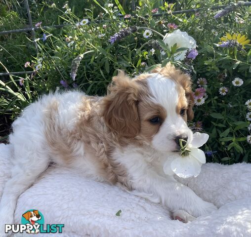 Cavoodle puppies