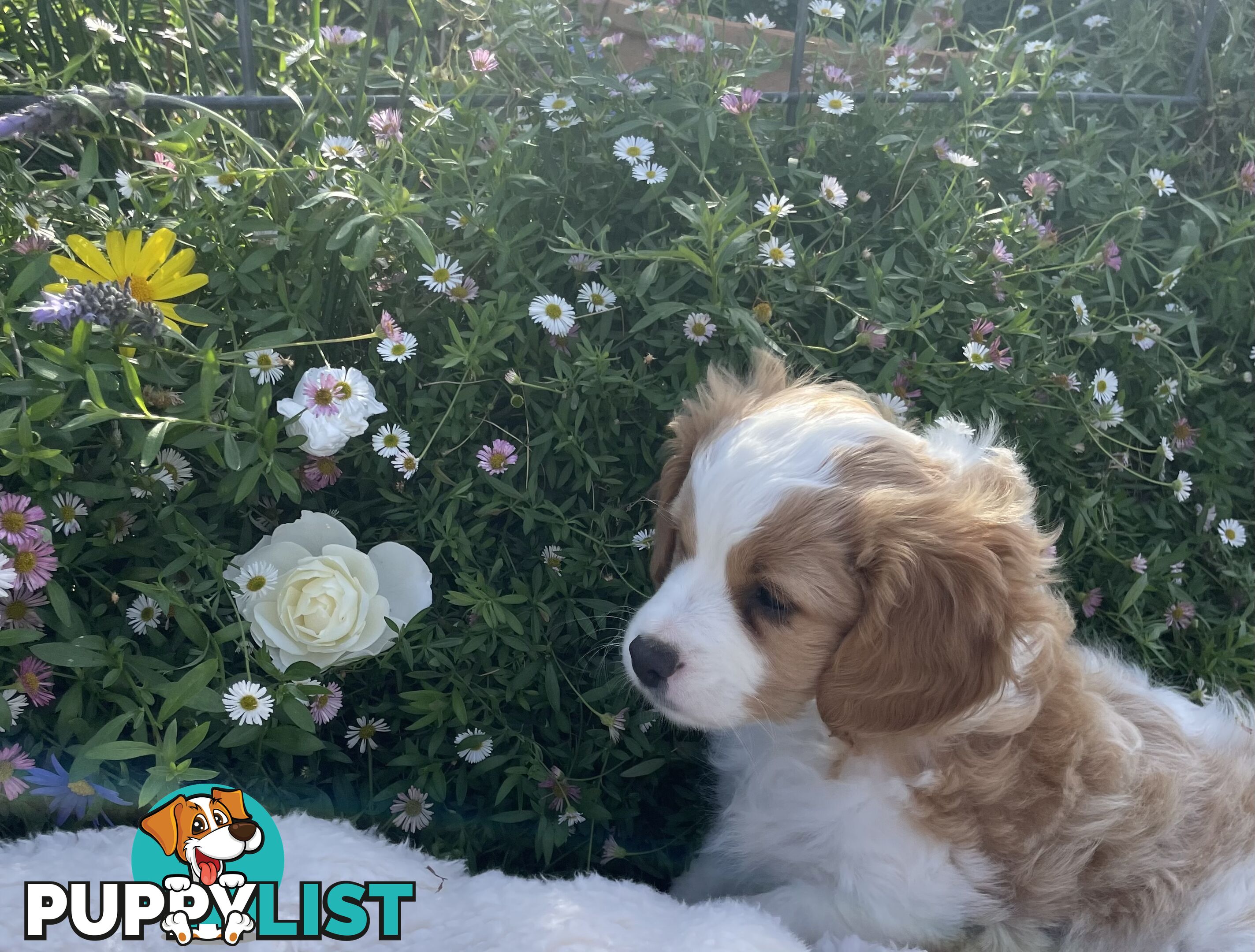 Cavoodle puppies