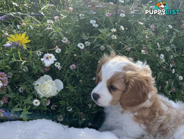 Cavoodle puppies