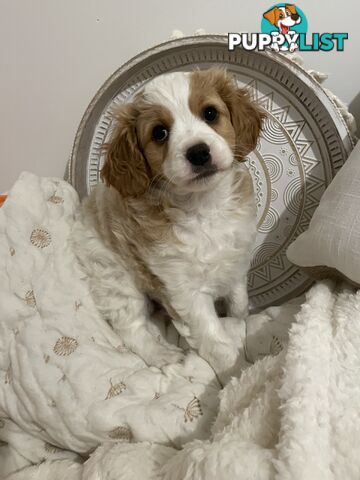 Cavoodle puppies