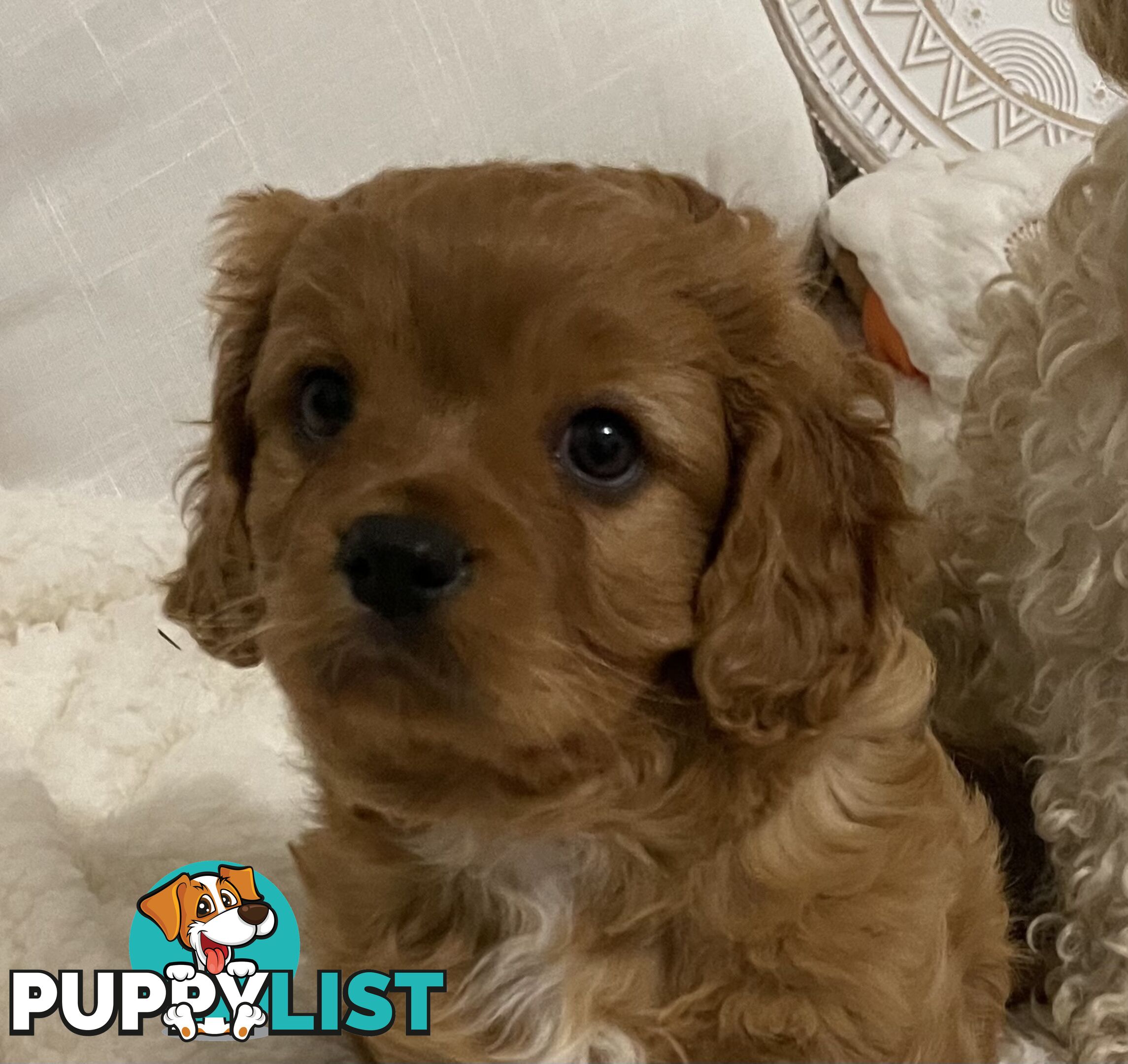 Cavoodle puppies