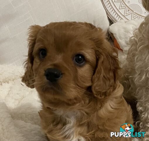 Cavoodle puppies