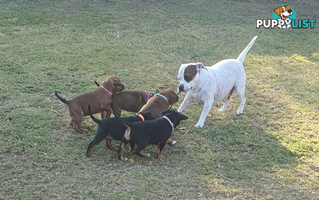 Purebred English Staffy Pups