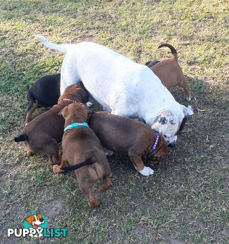 Purebred English Staffy Pups