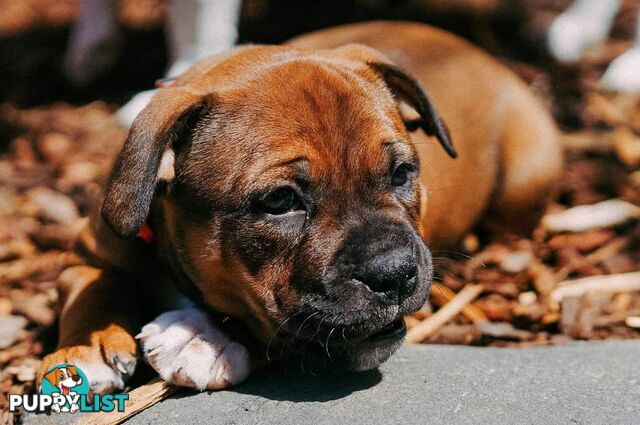 Purebred English Staffy Pups