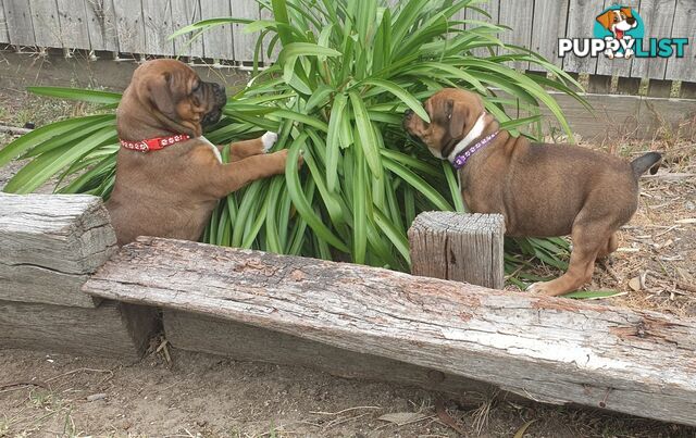 Purebred English Staffy Pups