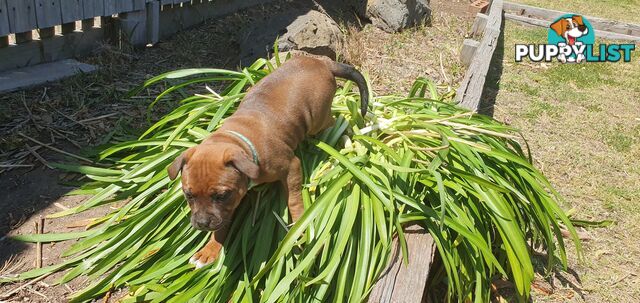 Purebred English Staffy Pups