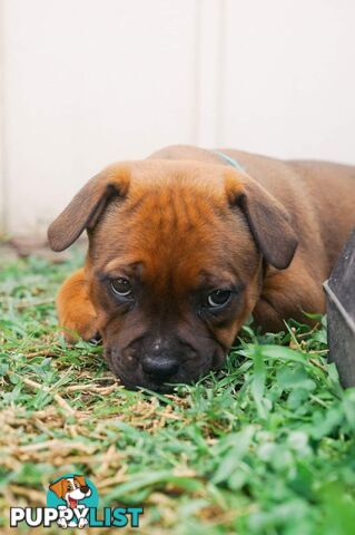 Purebred English Staffy Pups