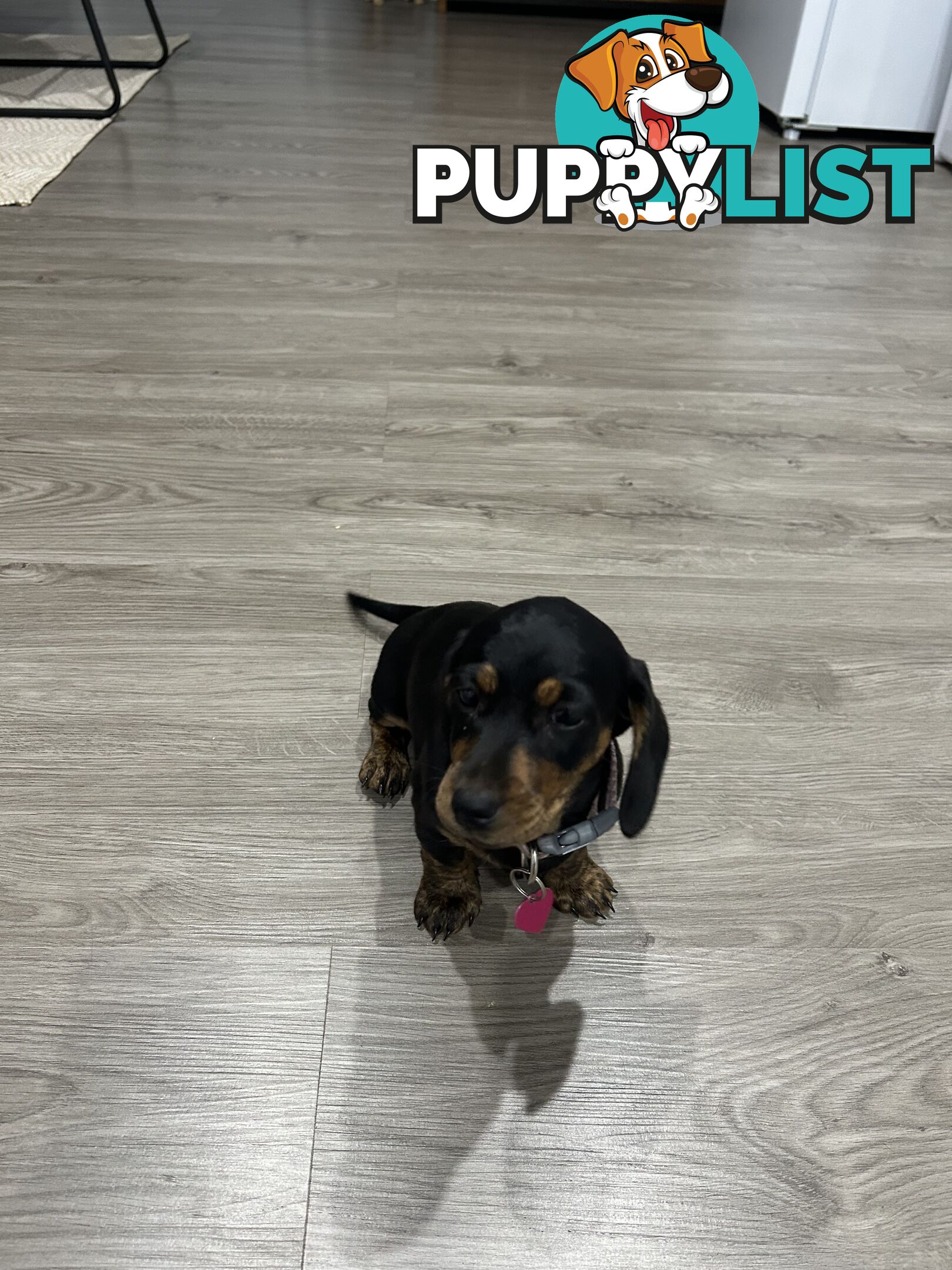Mini purebred dashund