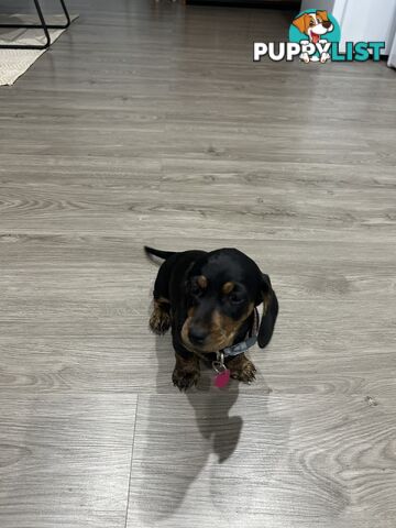 Mini purebred dashund