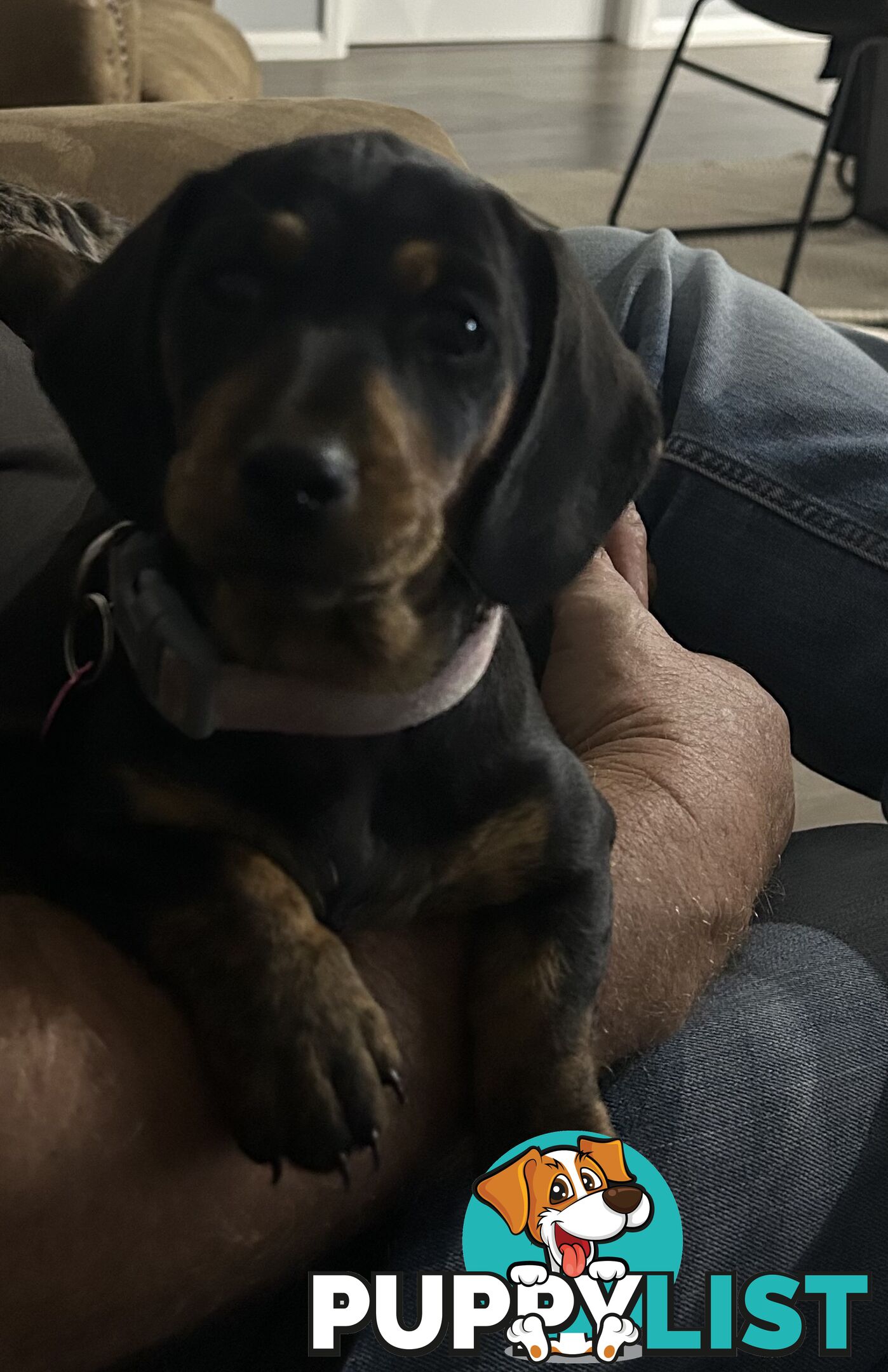 Mini purebred dashund