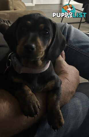 Mini purebred dashund