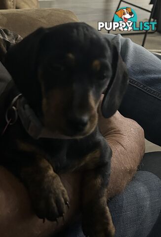 Mini purebred dashund