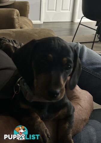Mini purebred dashund