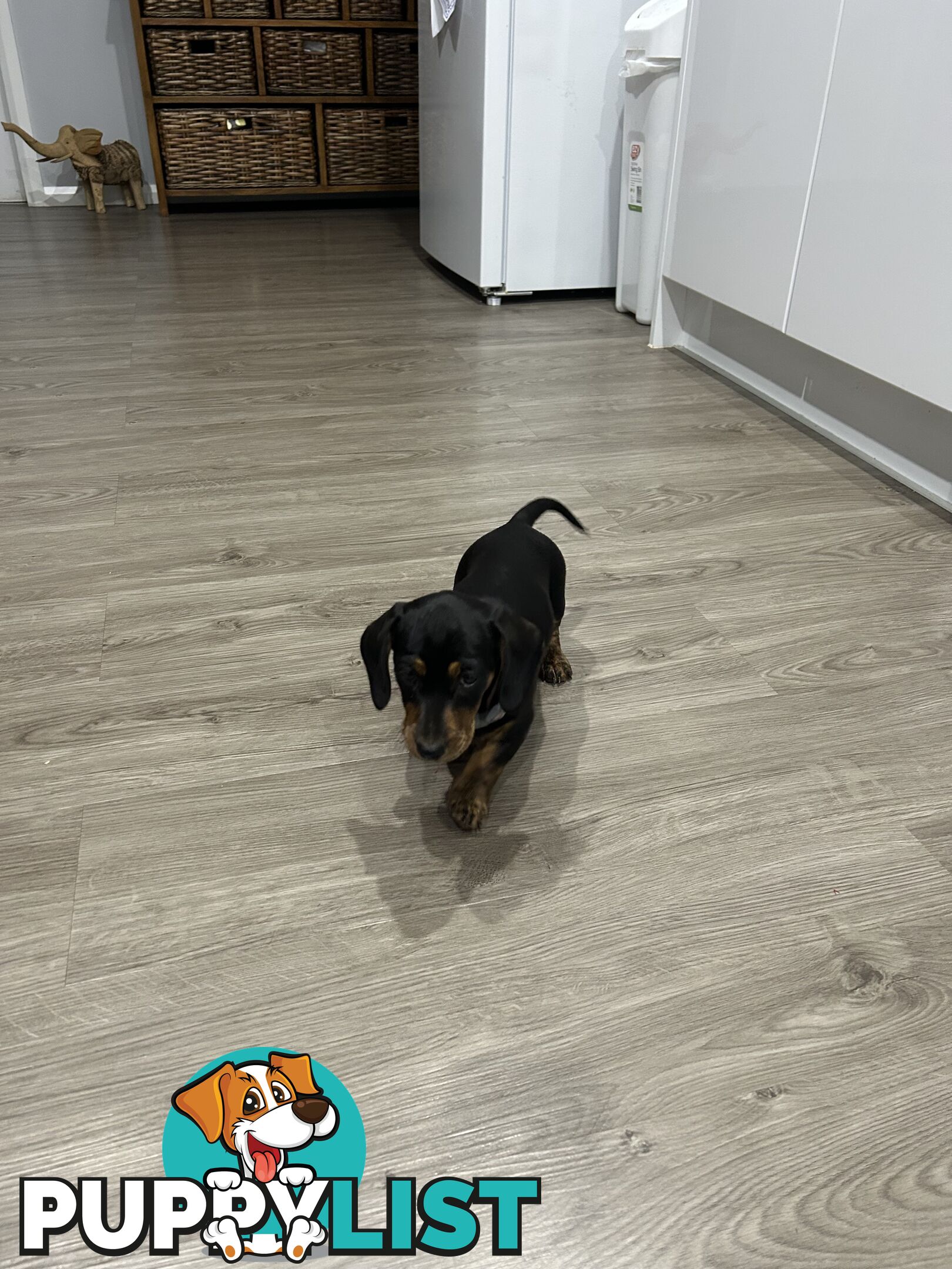 Mini purebred dashund