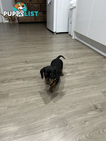 Mini purebred dashund