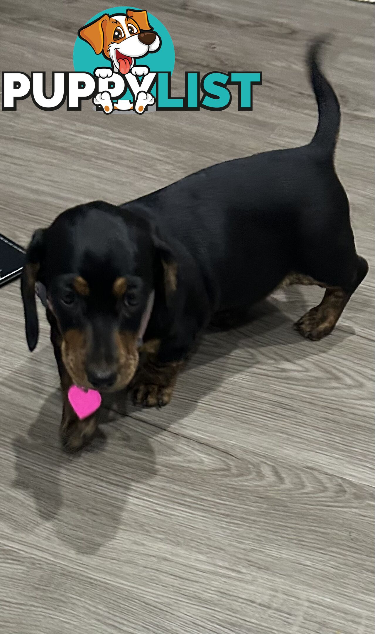 Mini purebred dashund
