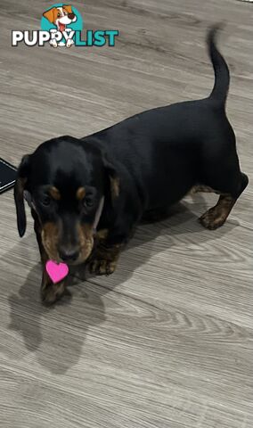Mini purebred dashund