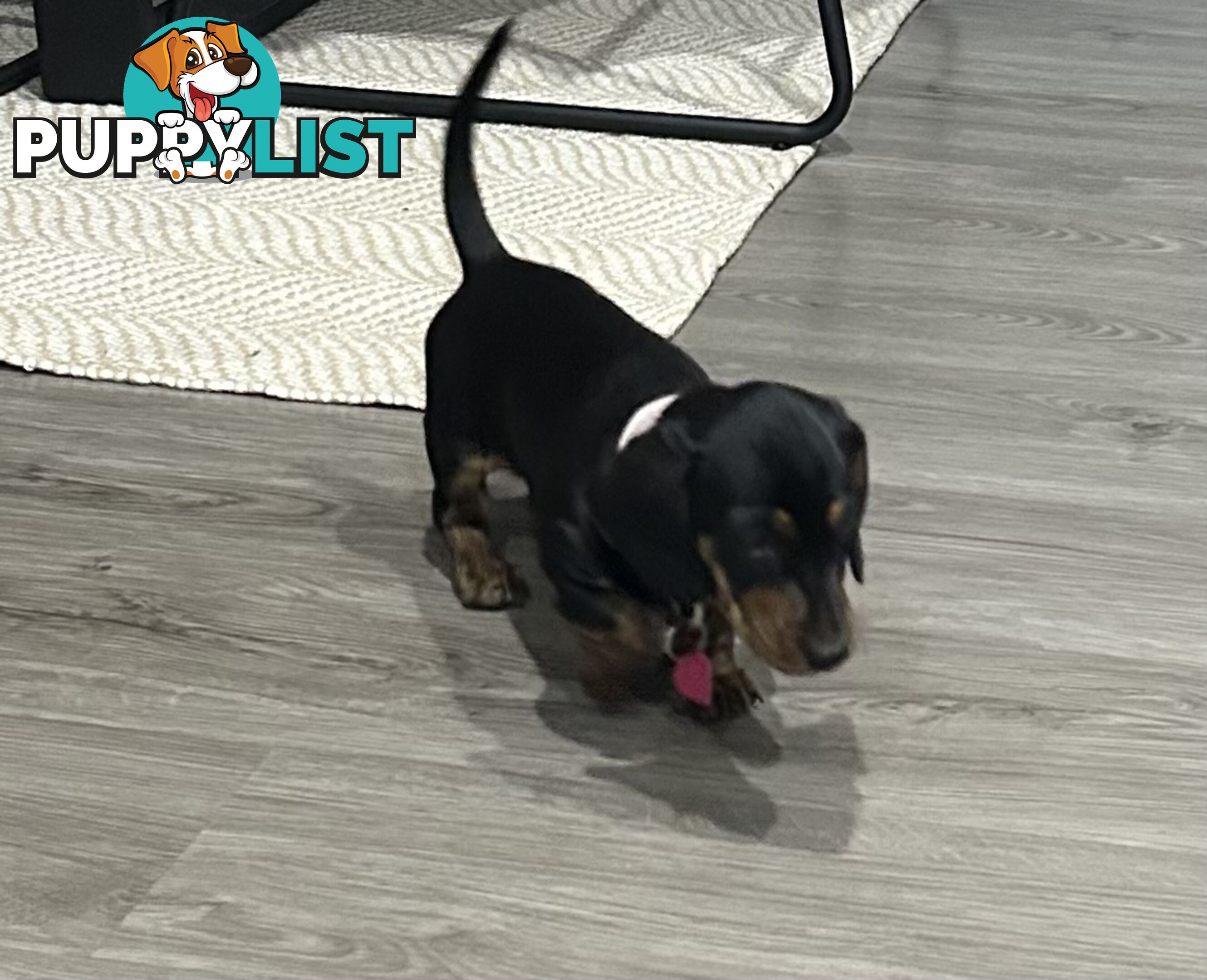 Mini purebred dashund
