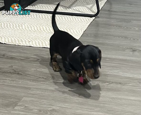 Mini purebred dashund