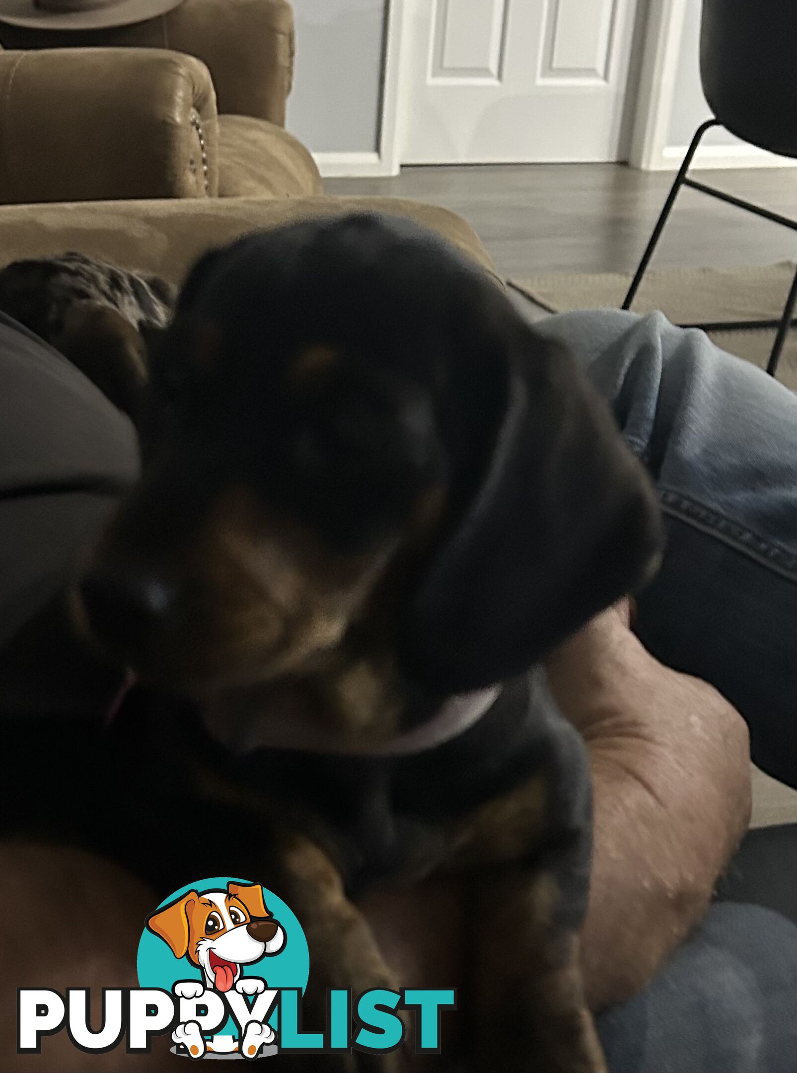 Mini purebred dashund
